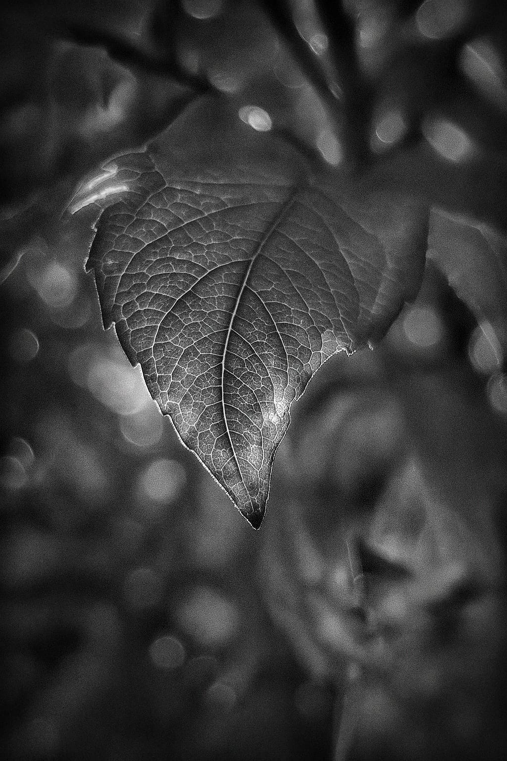 Black-and-white close-up of a textured leaf