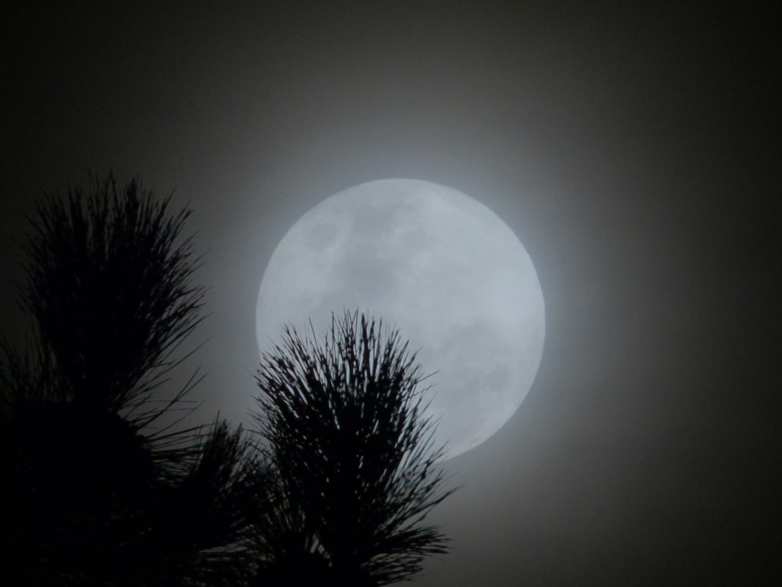 Moonlight behind dark tree silhouettes