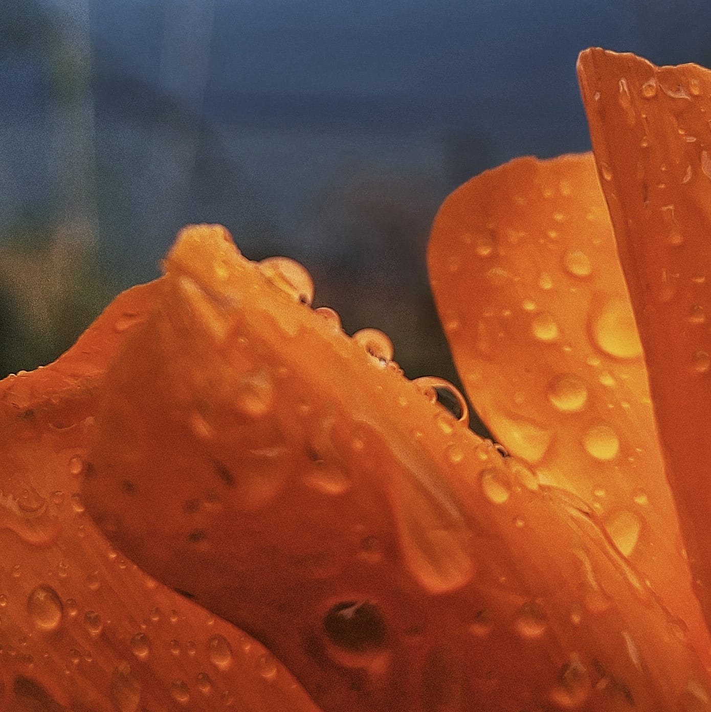 Close-up of an orange petal covered with water droplets
