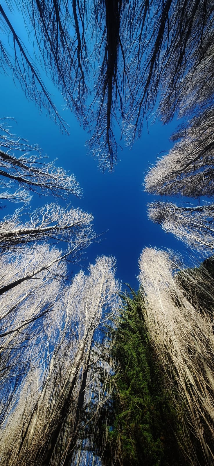 Winter trees seen vertically against a deep blue sky